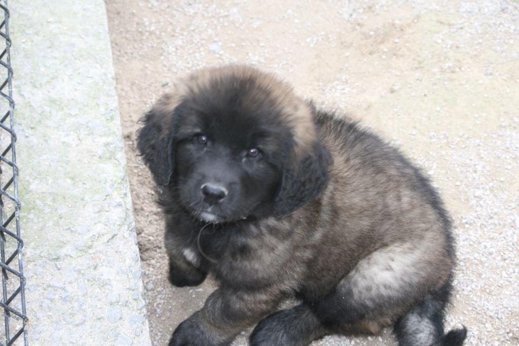 De La Ferme De La Couronne - Chiot disponible  - Leonberger