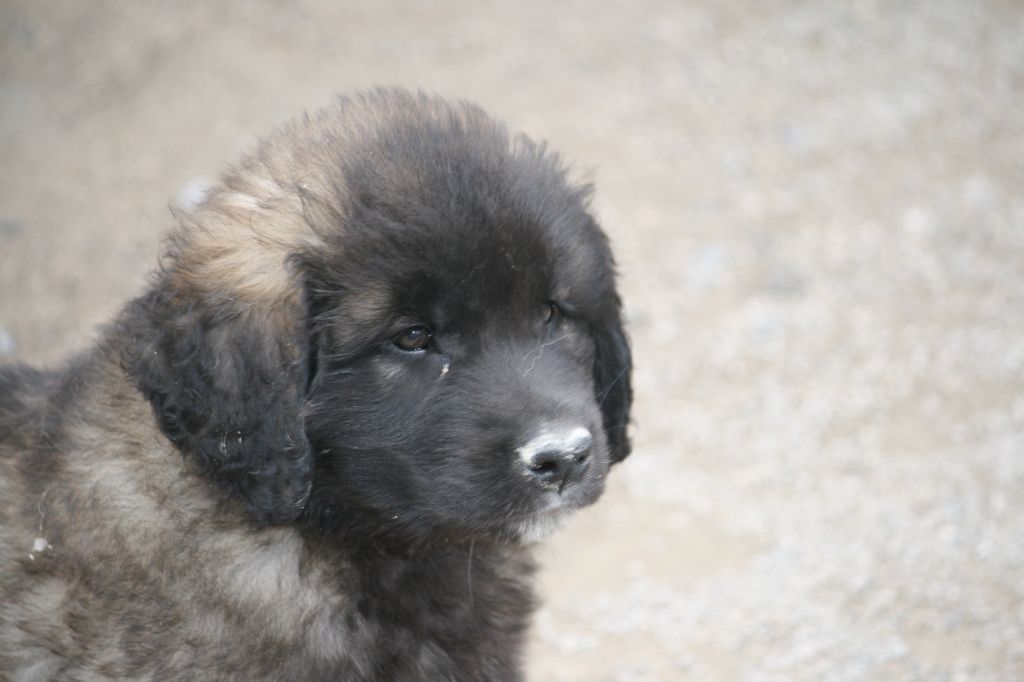 De La Ferme De La Couronne - Chiot disponible  - Leonberger