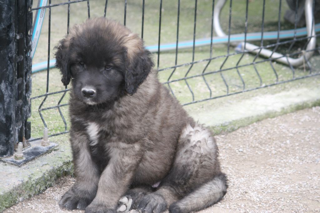 De La Ferme De La Couronne - Chiot disponible  - Leonberger