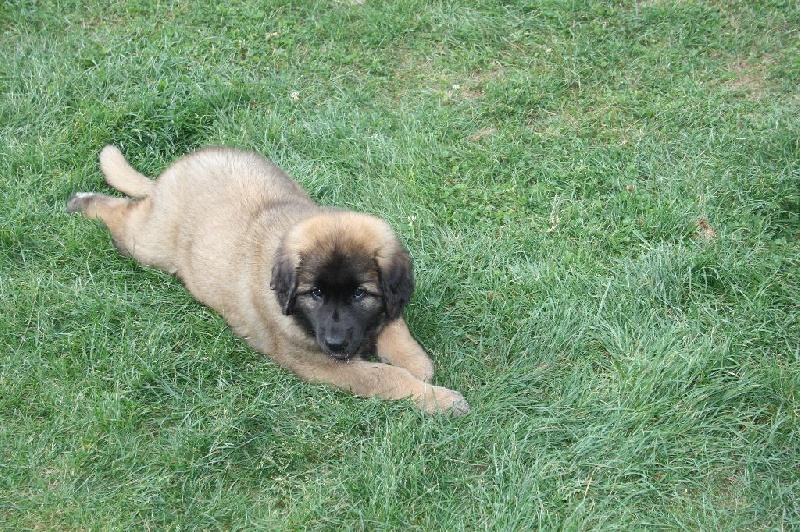 Maddy-moustik Des Léos Breizhoo