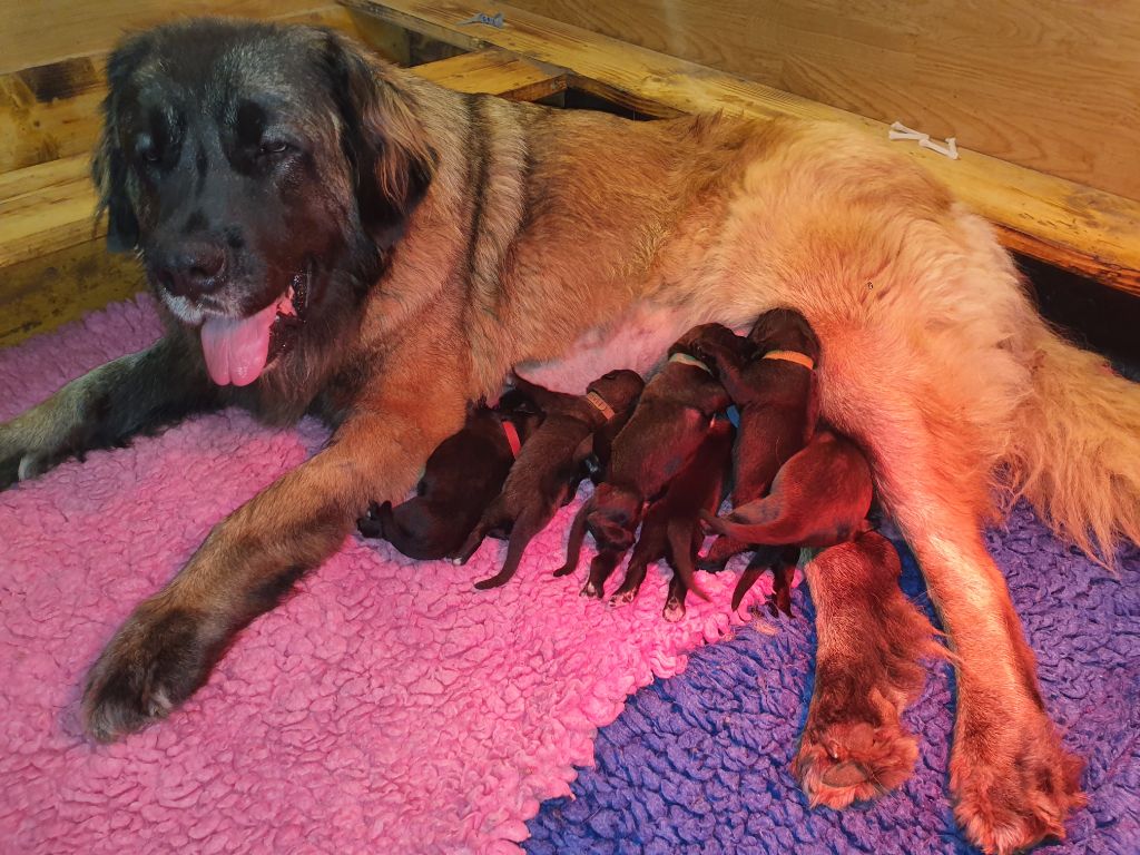 chiot Leonberger De La Ferme De La Couronne