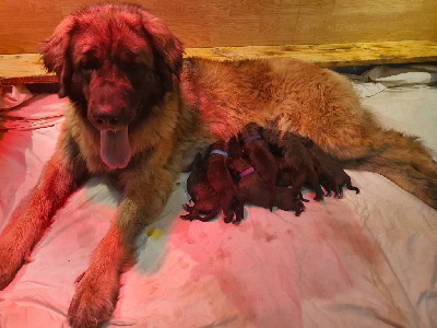 De La Ferme De La Couronne - Leonberger - Portée née le 24/05/2024