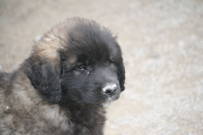 De La Ferme De La Couronne - Leonberger - Portée née le 15/09/2024