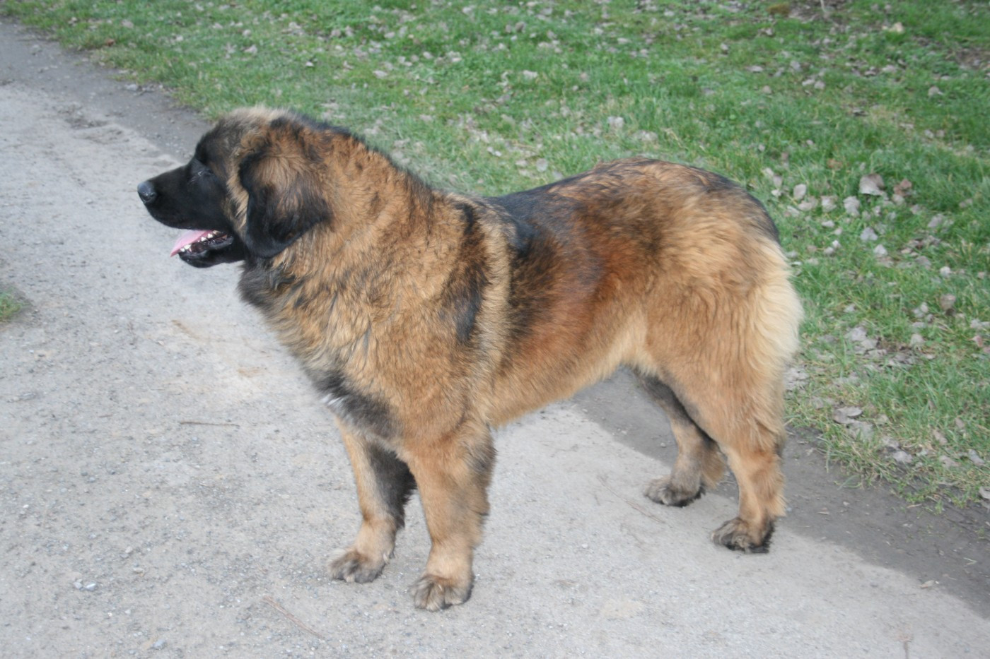 ULANE De La Ferme De La Couronne