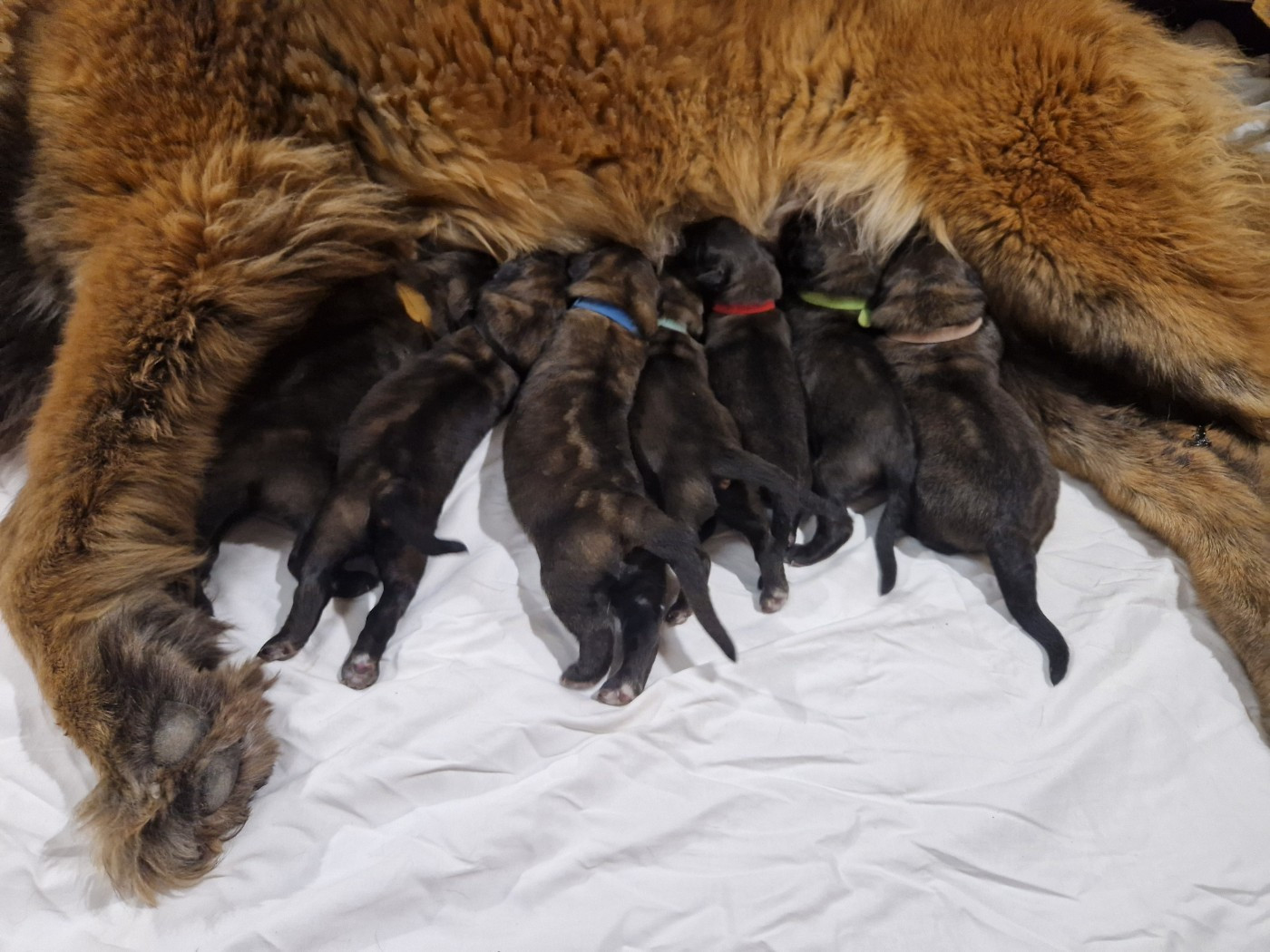 NAISSANCE PORTEE APOLLON ET ULANE FAIT LE 9 AVRIL