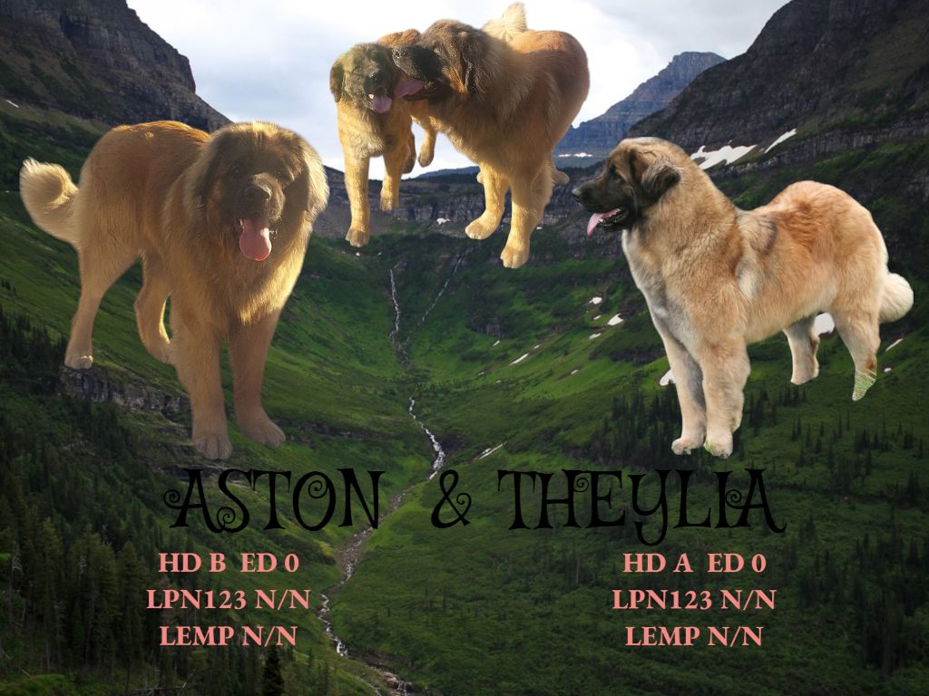 CHIOTS A RESERVER