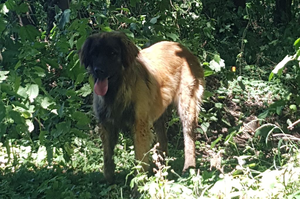 Nash