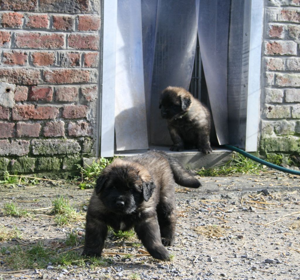 Chiots d'Itack 08/03/2018