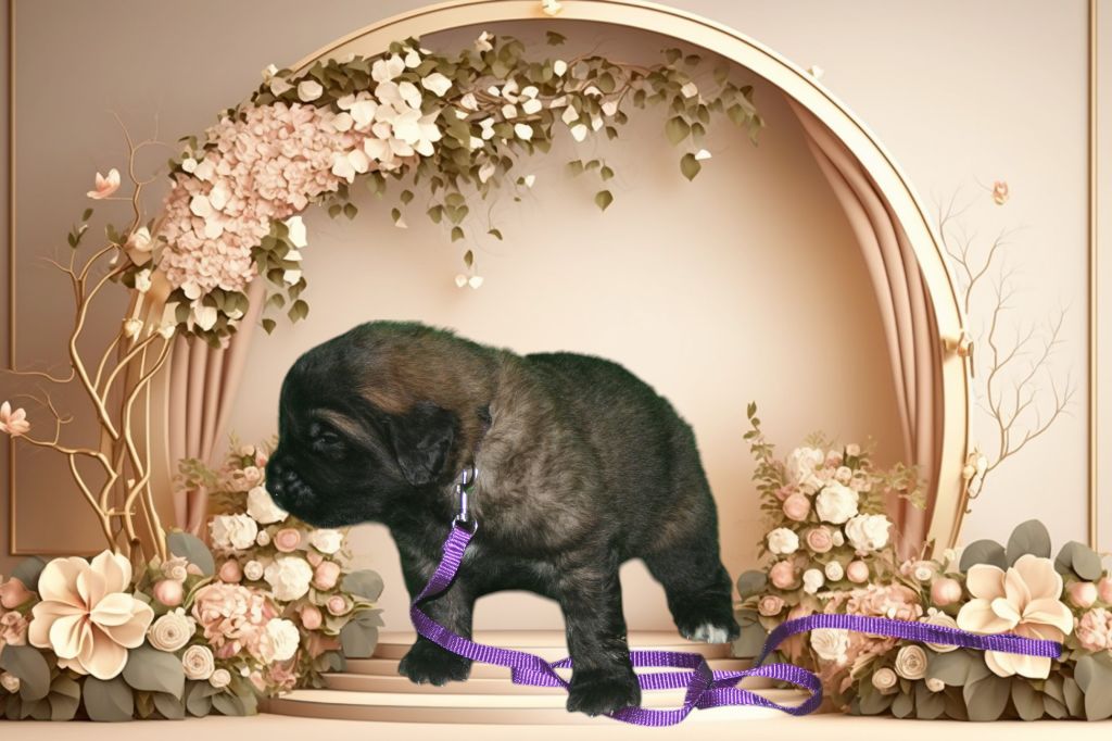 De La Ferme De La Couronne - Chiots disponibles - Leonberger