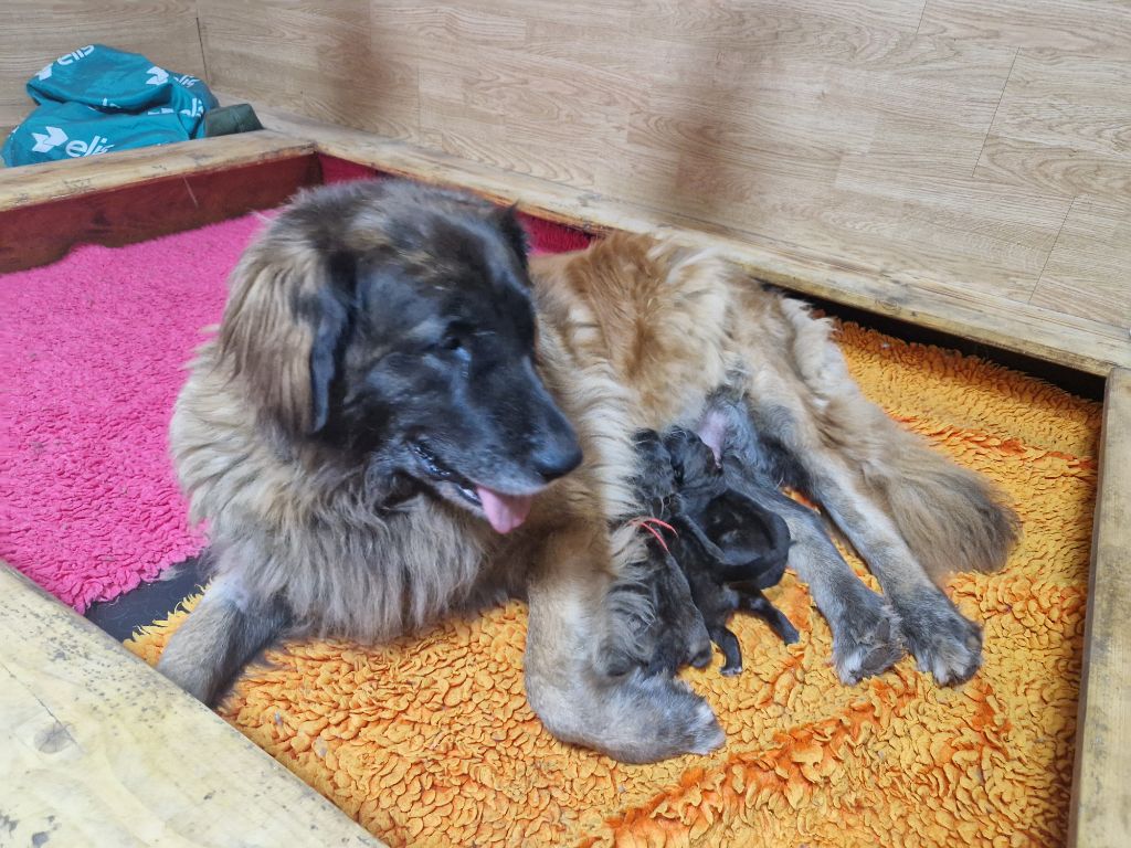 Chiot Leonberger De La Ferme De La Couronne