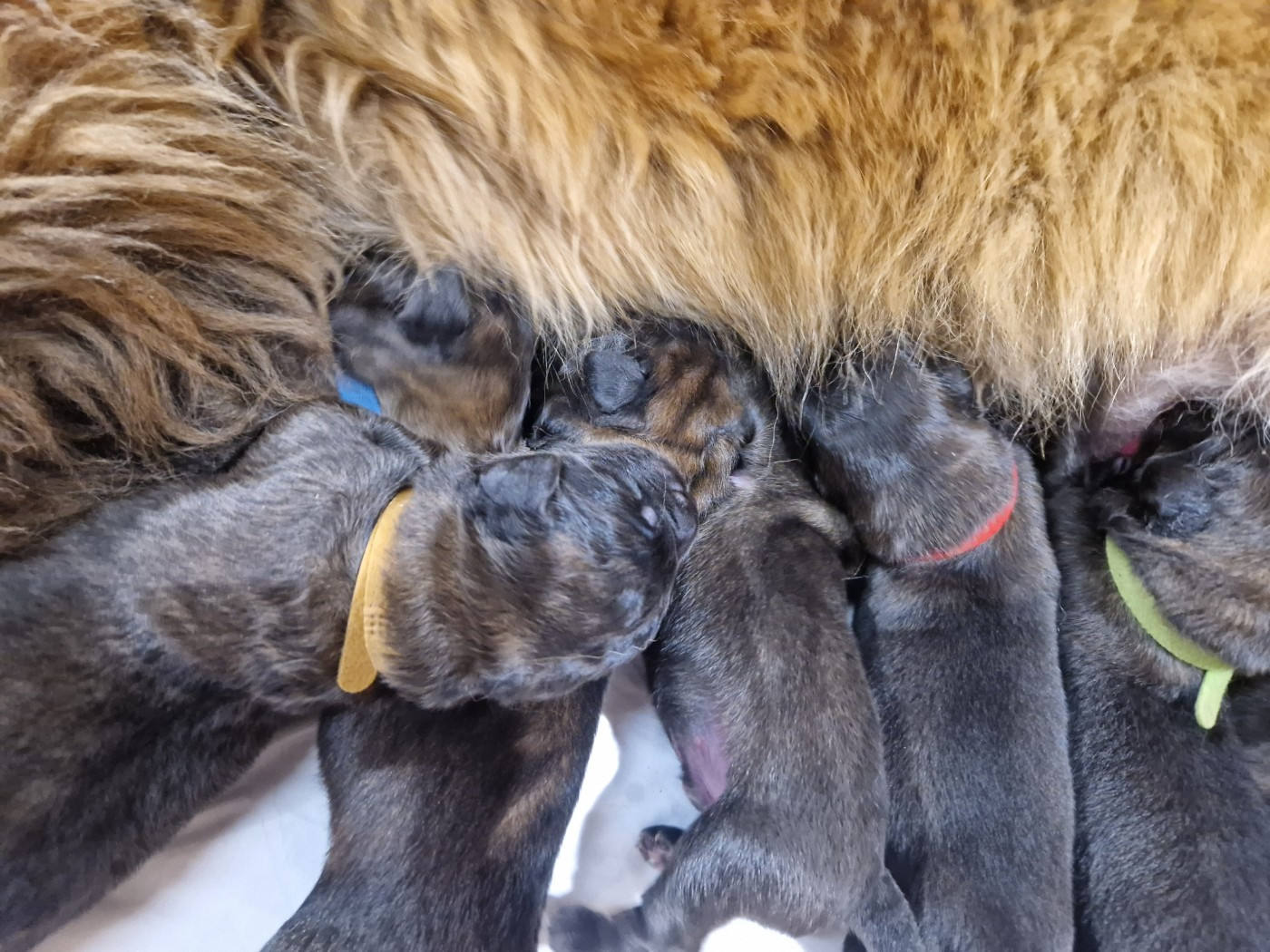 De La Ferme De La Couronne - Chiots disponibles - Leonberger