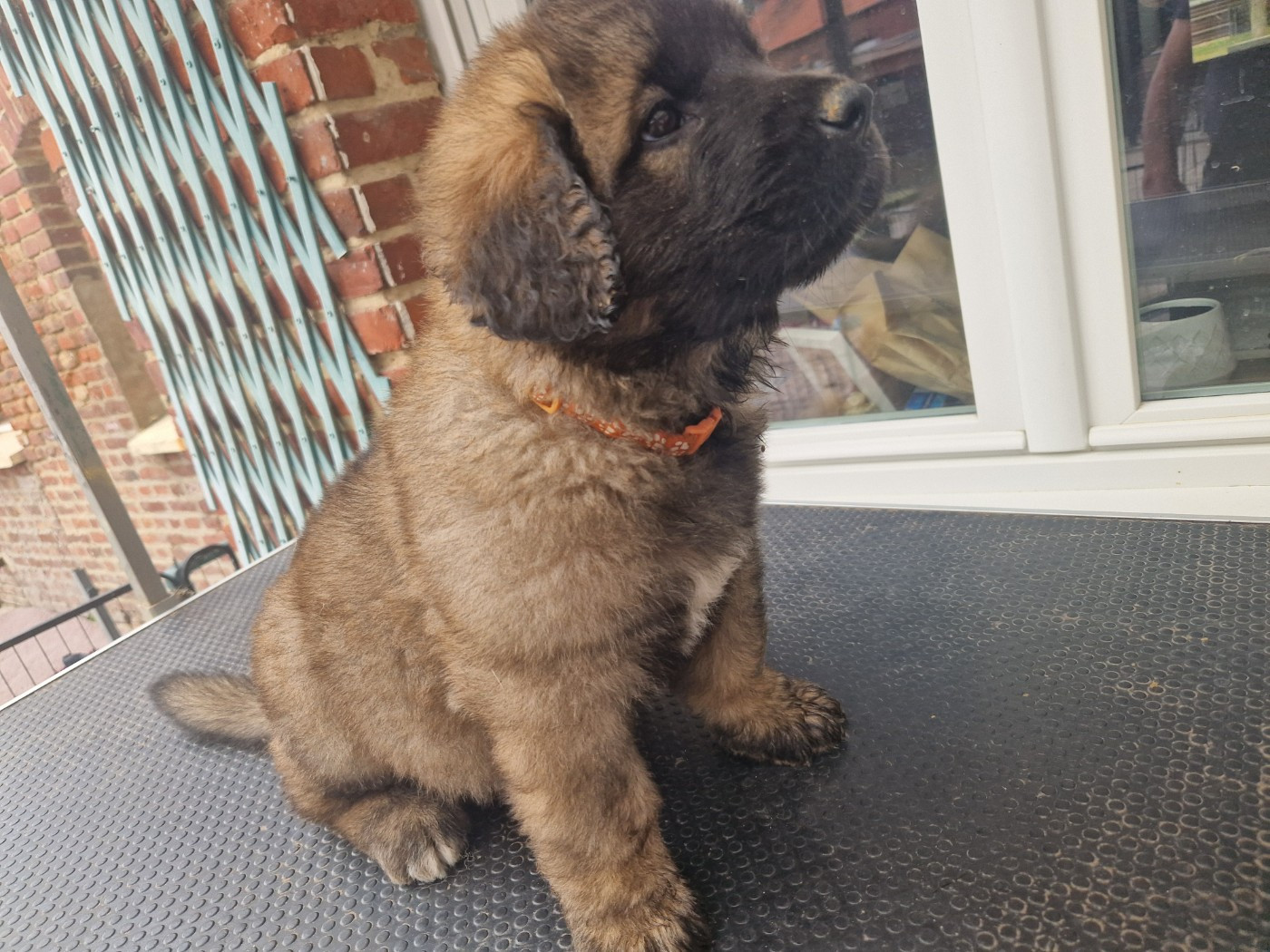 De La Ferme De La Couronne - Leonberger - Portée née le 10/06/2026