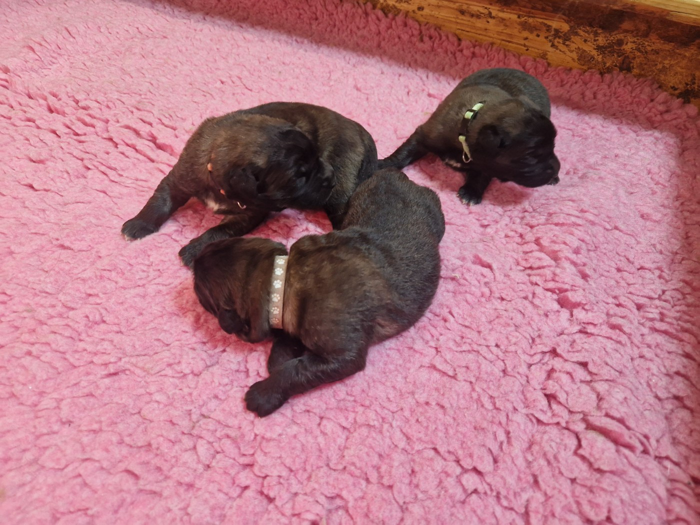 De La Ferme De La Couronne - Chiots disponibles - Leonberger