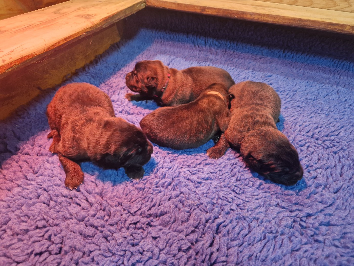 De La Ferme De La Couronne - Chiots disponibles - Leonberger