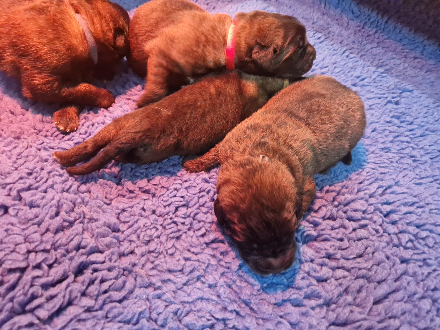 De La Ferme De La Couronne - Chiots disponibles - Leonberger