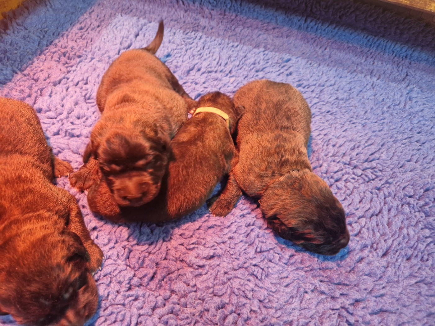 De La Ferme De La Couronne - Chiots disponibles - Leonberger