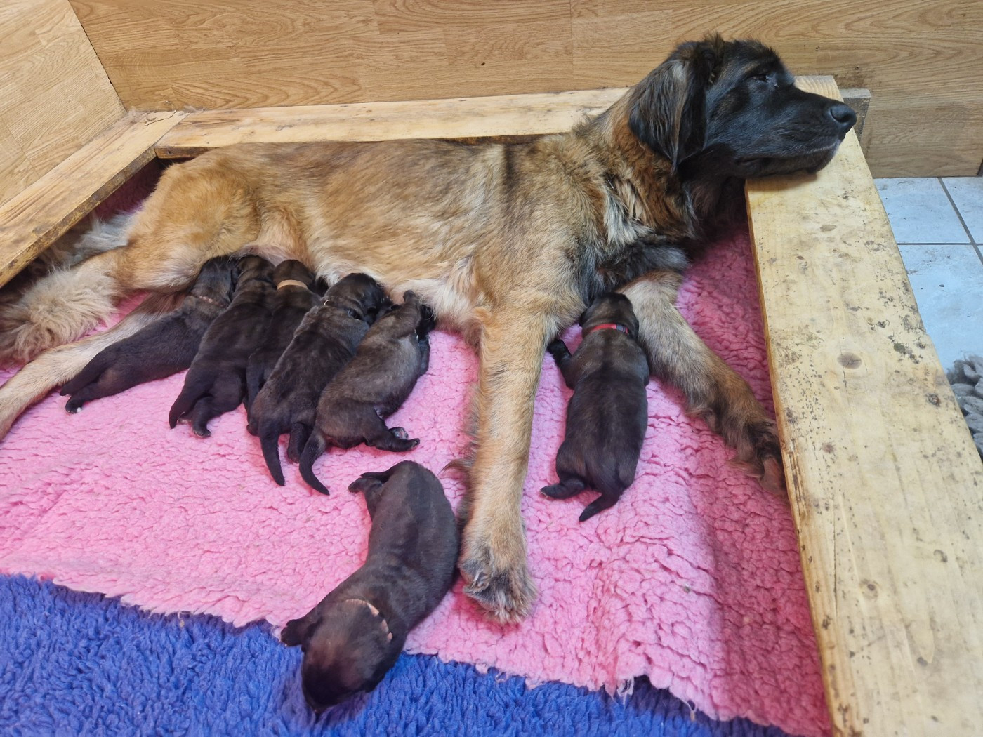 Chiot Leonberger De La Ferme De La Couronne