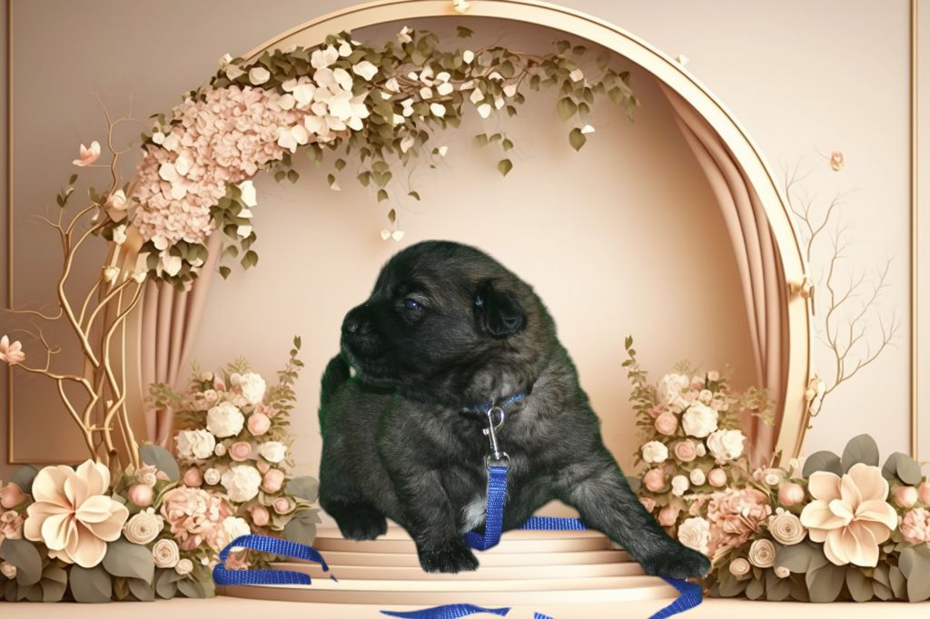 De La Ferme De La Couronne - Chiots disponibles - Leonberger