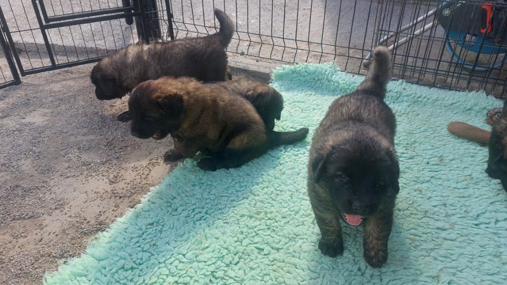 De La Ferme De La Couronne - Chiots disponibles - Leonberger
