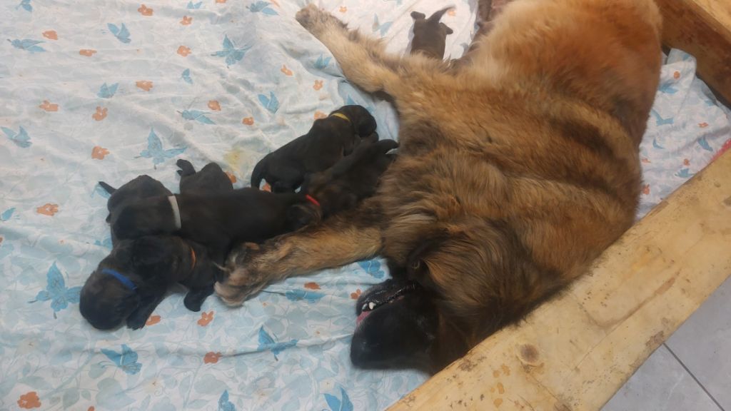 De La Ferme De La Couronne - Leonberger - Portée née le 16/06/2025