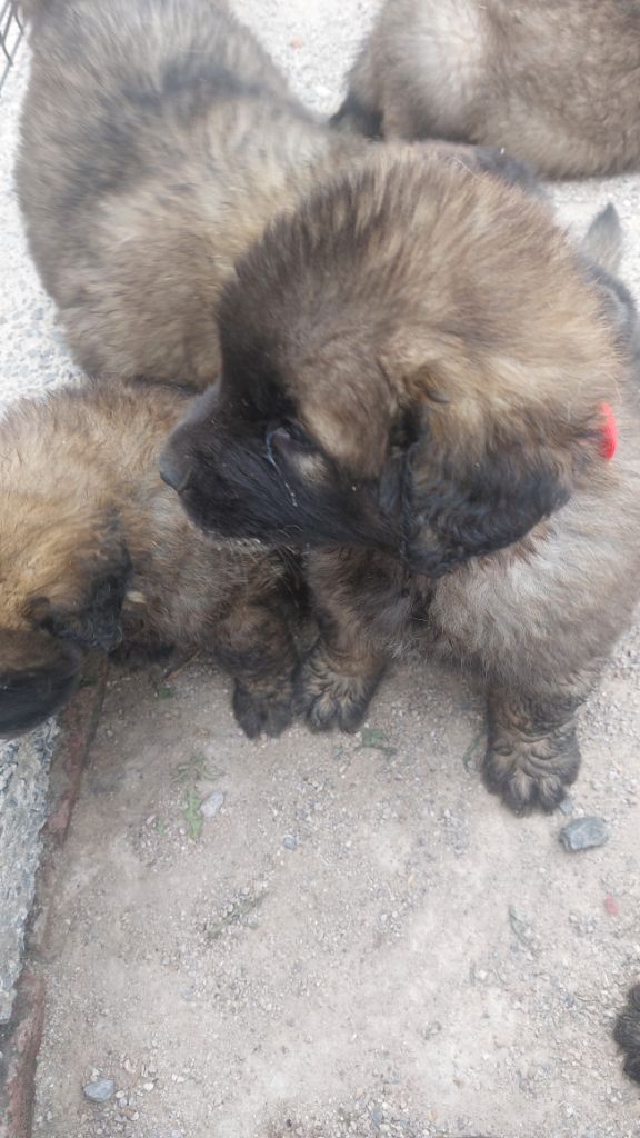 De La Ferme De La Couronne - Chiots disponibles - Leonberger