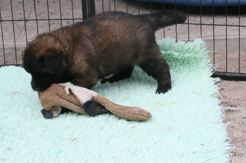 De La Ferme De La Couronne - Chiots disponibles - Leonberger