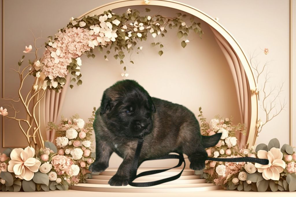 De La Ferme De La Couronne - Chiots disponibles - Leonberger