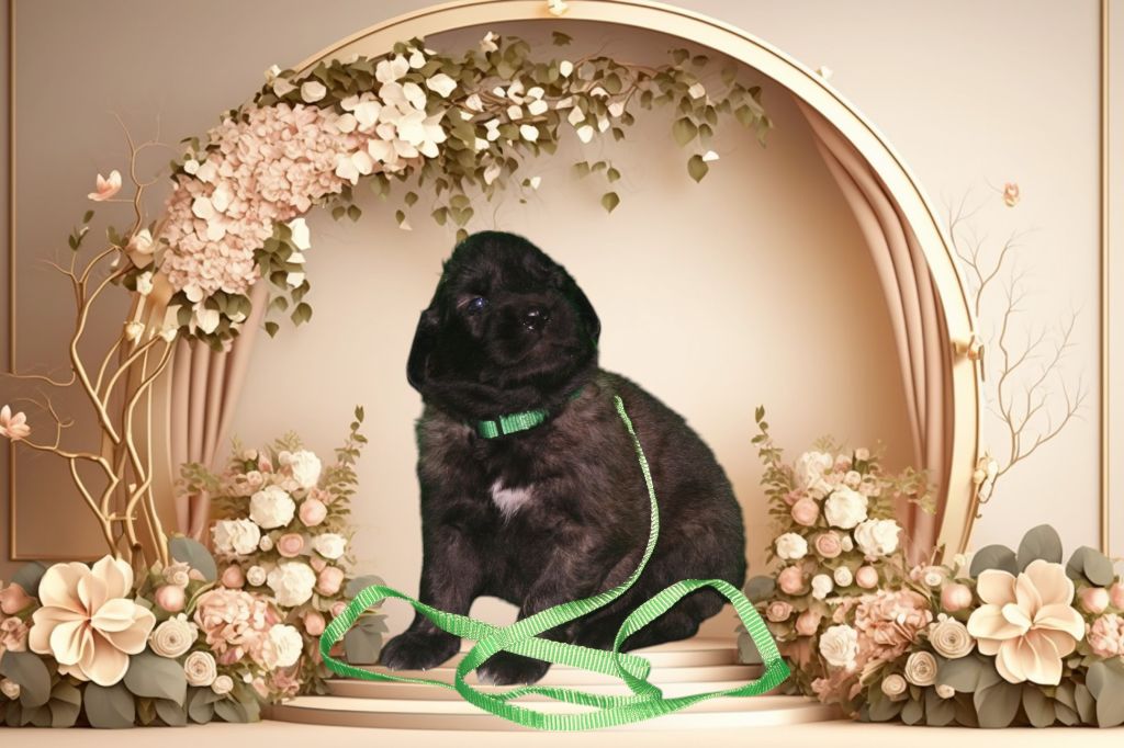 De La Ferme De La Couronne - Chiots disponibles - Leonberger