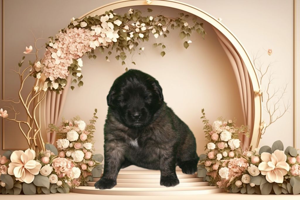 De La Ferme De La Couronne - Chiots disponibles - Leonberger