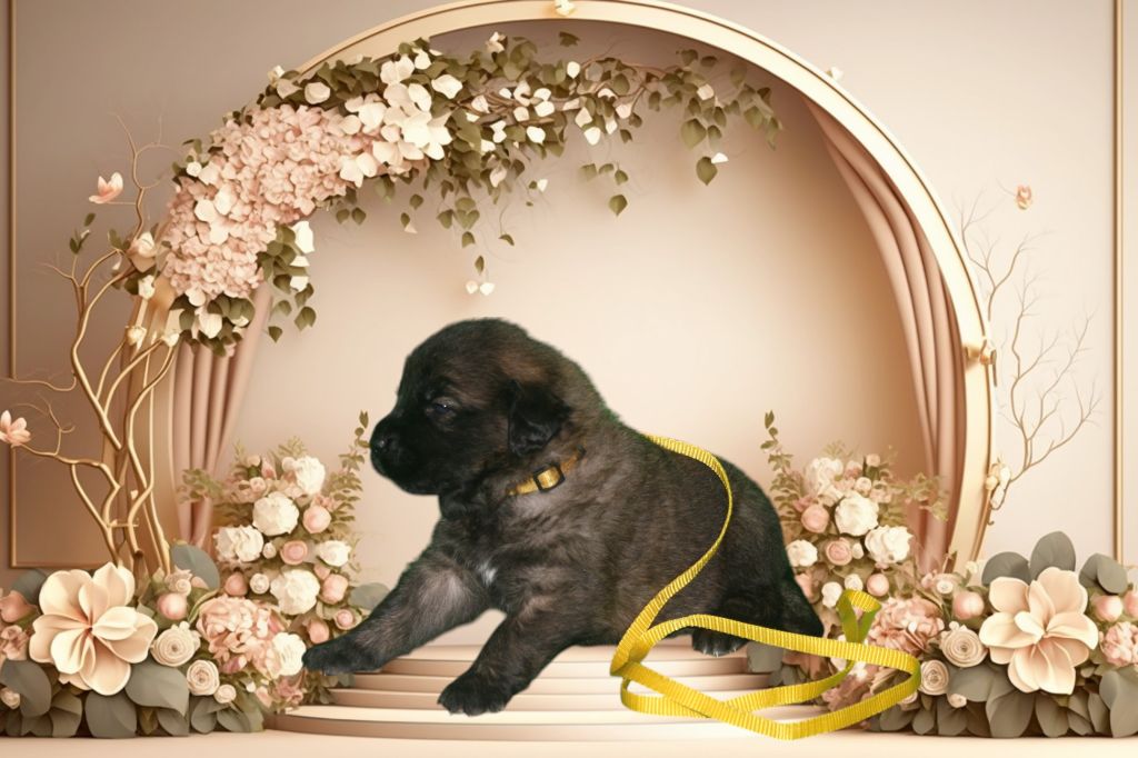 De La Ferme De La Couronne - Chiots disponibles - Leonberger
