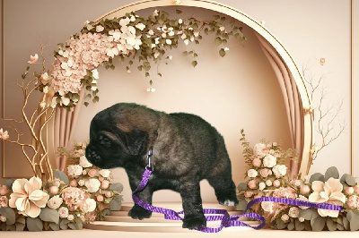 CHIOT
