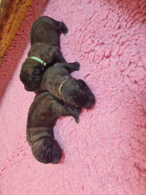 CHIOT 3