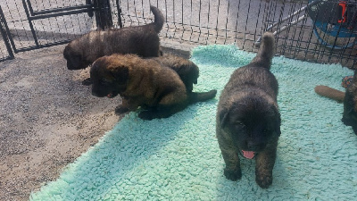 CHIOT 2