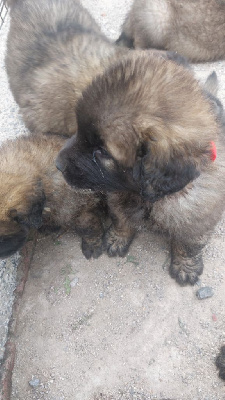 CHIOT