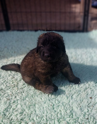 CHIOT 3