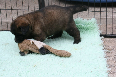 CHIOT 5