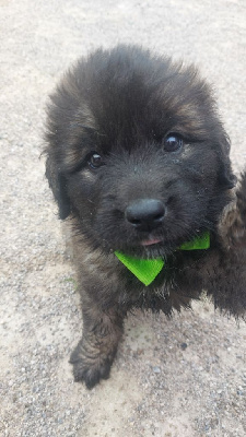 CHIOT
