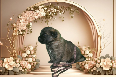 CHIOT