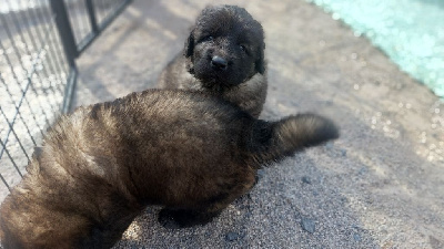 CHIOT 4