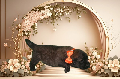 CHIOT