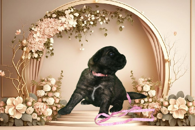 CHIOT