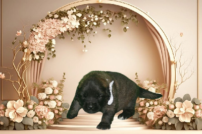 CHIOT