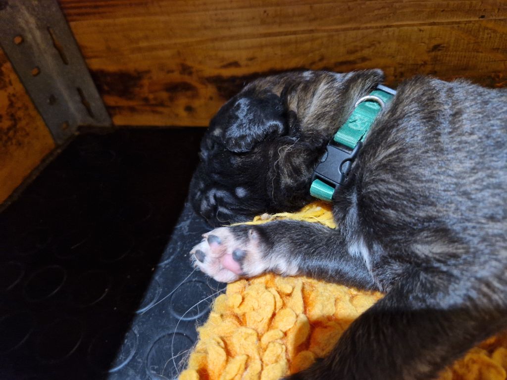 De La Ferme De La Couronne - Chiots disponibles - Leonberger