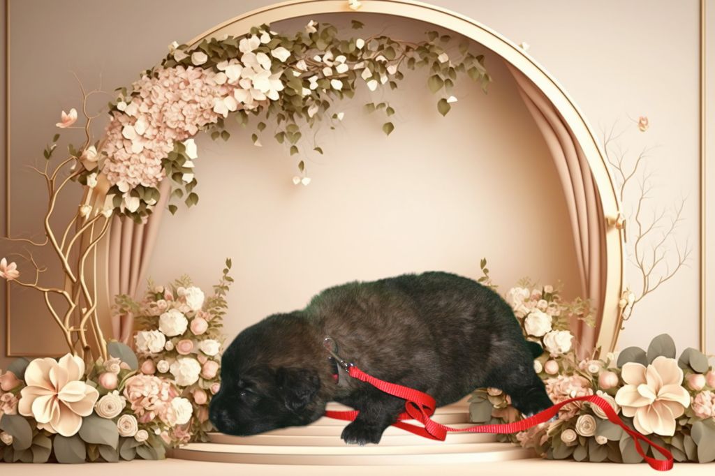 De La Ferme De La Couronne - Chiots disponibles - Leonberger