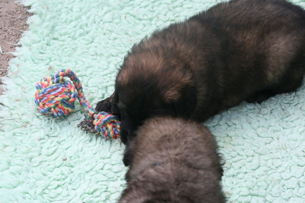 De La Ferme De La Couronne - Chiots disponibles - Leonberger