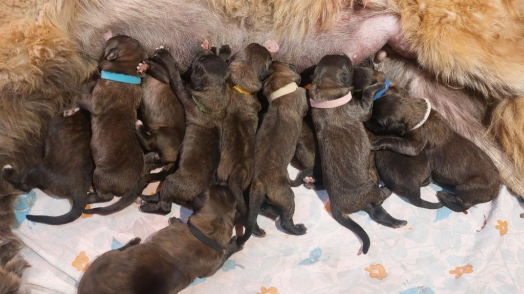 De La Ferme De La Couronne - Chiots disponibles - Leonberger