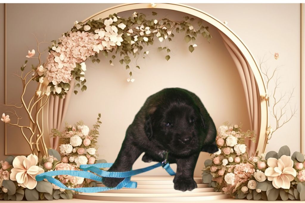 De La Ferme De La Couronne - Chiots disponibles - Leonberger