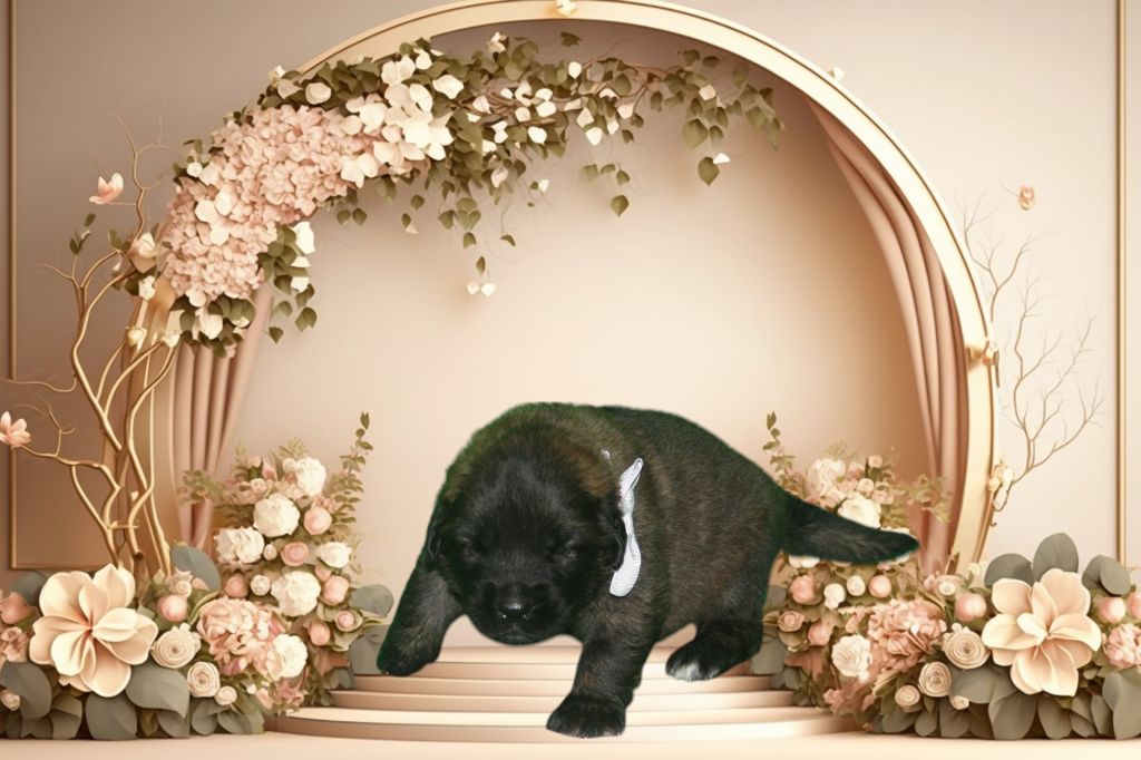 De La Ferme De La Couronne - Chiots disponibles - Leonberger